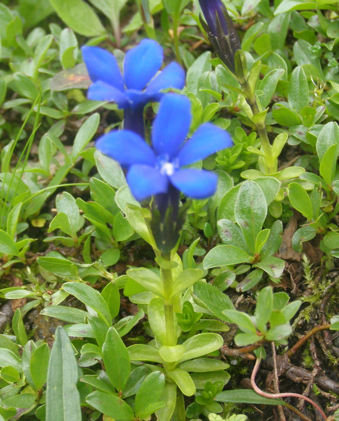 Gentiana rostanii / Genziana di Rostan